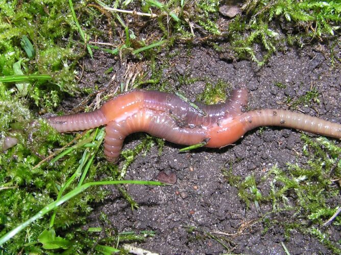 Regenwurm Ringel